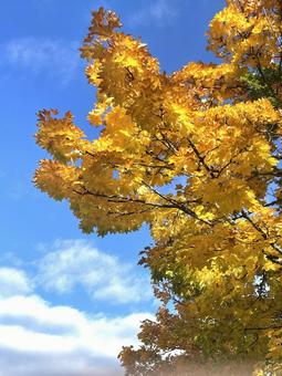 紅葉　黄色　青空 紅葉,黄色,秋の写真素材