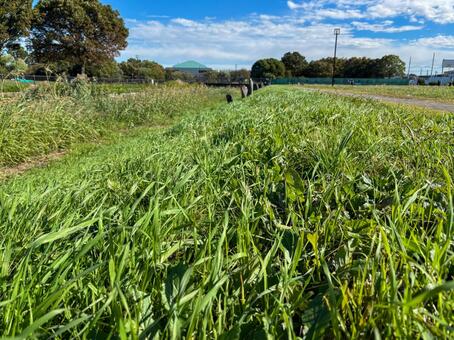 草の生い茂った土手 草,雑草,緑の写真素材