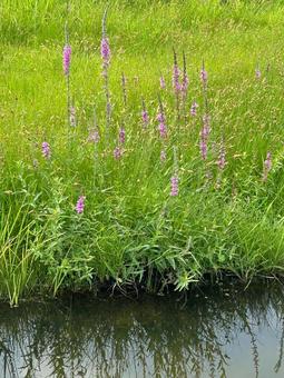 エゾミソハギの赤紫の花 エゾミソハギの赤紫の花 エゾミソハギ,花,紫の写真素材