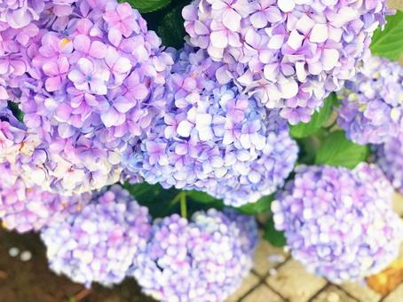 紫陽花 紫陽花の写真
