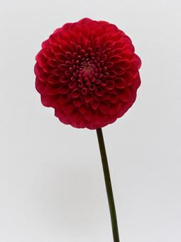赤色のダリアの花 赤色のダリアの花の写真