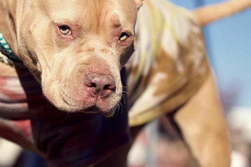 ピットブルのポートレート 犬,ピットブル,大型犬の写真素材