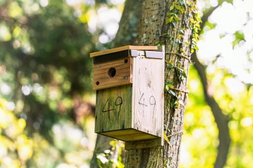Photo, hive box, wild bird, bird's nest, 