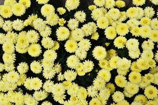 小さな可愛い黄色い菊の花 菊,植物,花の写真素材