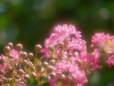 A close-up of a Crape Myrtle, crisp berry, wood, landscape, JPG