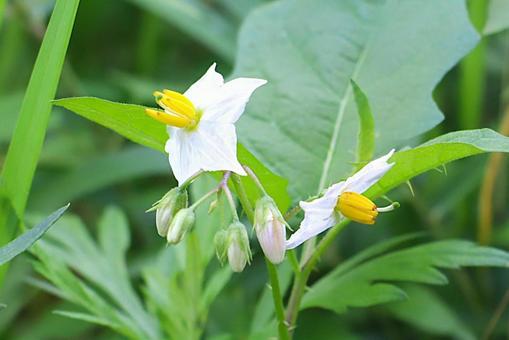 植物　ワルナスビの写真