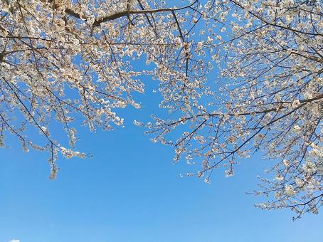 青空いっぱいに枝を伸ばす満開の桜の樹々② 桜,満開,春の写真素材
