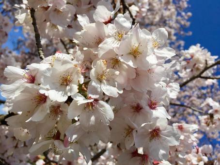 桜の花 桜の花の写真
