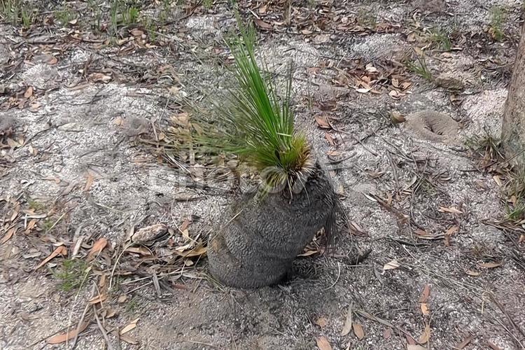ギラウィーン国立公園の植物 ギラウィーン国立公園,海外,オーストラリアの写真素材