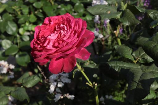 赤い薔薇を撮りました 花,薔薇,自然の写真素材