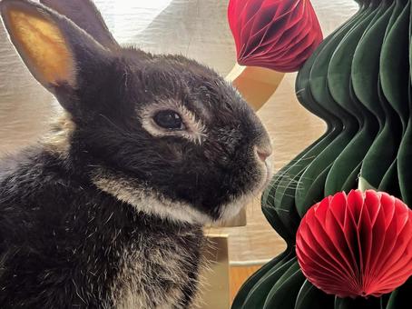 クリスマスの飾りとうさぎ クリスマスの飾りとうさぎ うさぎ,クリスマス,ウサギの写真素材