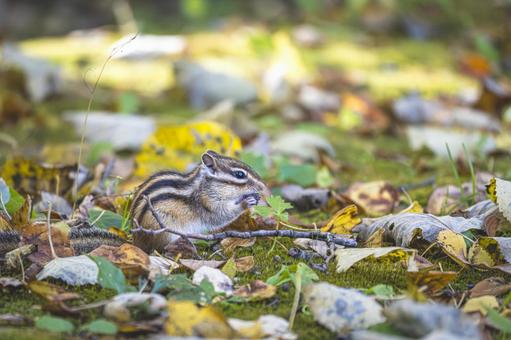 落ち葉のベッドで休むシマリス 落ち葉のベッドで休むシマリス シマリス,エゾシマリス,リスの写真素材