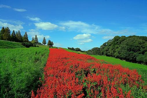 淡路島 あわじ花さじき㉚ サルビア 淡路島 あわじ花さじき㉚ サルビア 兵庫県,あわじ花さじき,サルビアの写真素材
