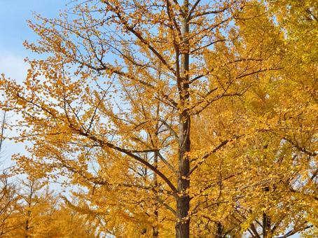 銀杏01：鮮やかな銀杏並木 秋,銀杏,並木の写真素材