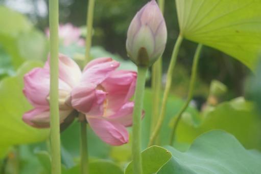 双頭蓮 双頭蓮の写真