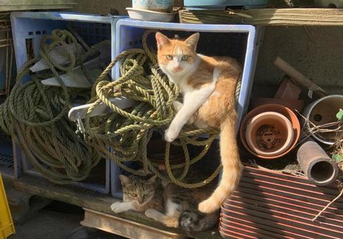 カゴに入るネコ カゴに入るネコの写真