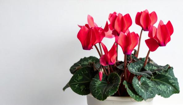 シクラメンの花 シクラメンの花の写真