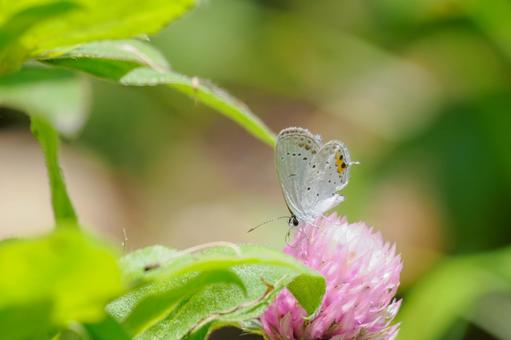 Photo, butterfly, short-tailed blue, insect, 