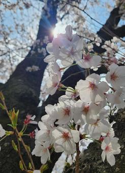 桜 桜の写真