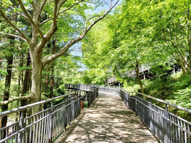 津久井湖城山公園　初夏のデッキ園路 神奈川県立津久井湖城山公園,津久井城,津久井城址の写真素材