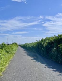 夏の朝散歩 夏の朝散歩 道,道路,散策路の写真素材