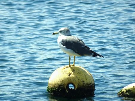 ウミネコ ウミネコ ウミネコ,海,野鳥の写真素材