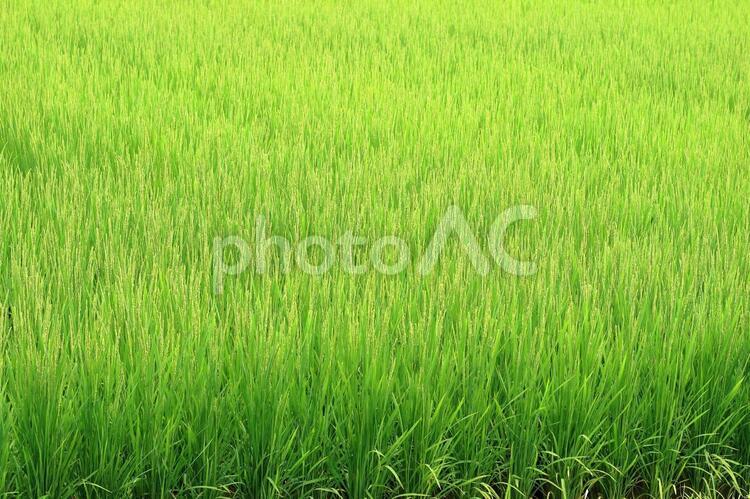 水田　緑のじゅうたん 植物,夏,明るいの写真素材