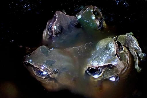 カエルの湯 カエルの湯 アマガエル,共同浴場,すし詰めの写真素材