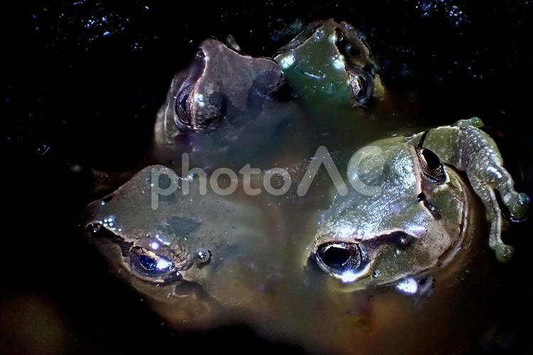 カエルの湯 アマガエル,共同浴場,すし詰めの写真素材