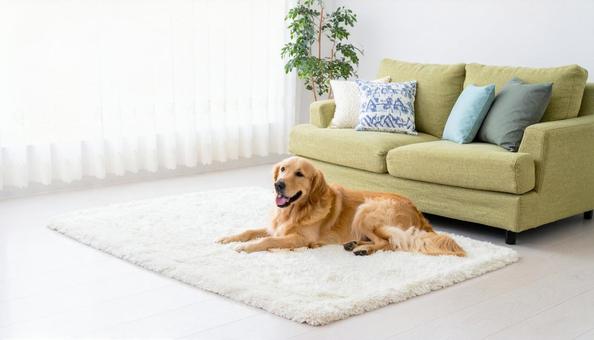 リビングで寛ぐ可愛いゴールデンレトリバー リビングで寛ぐ可愛いゴールデンレトリバーの写真