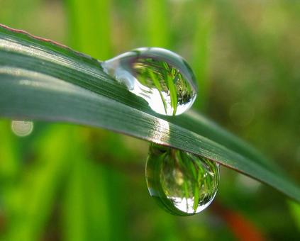 自然の水滴と朝の光Water drops 自然の水滴と朝の光Water dropsの写真