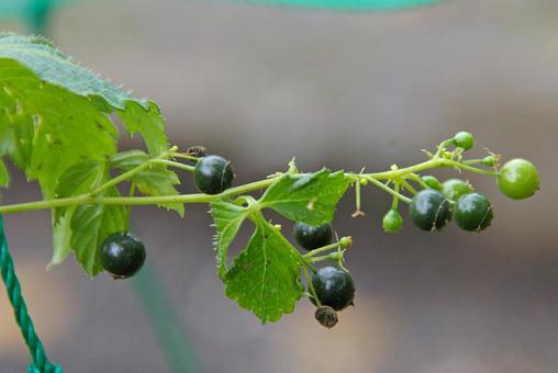 アマチャヅル アマチャヅル,甘茶蔓,アマクサの写真素材