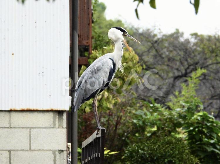 嘴を大きく開くアオサギ 鳥,野鳥,アオサギの写真素材