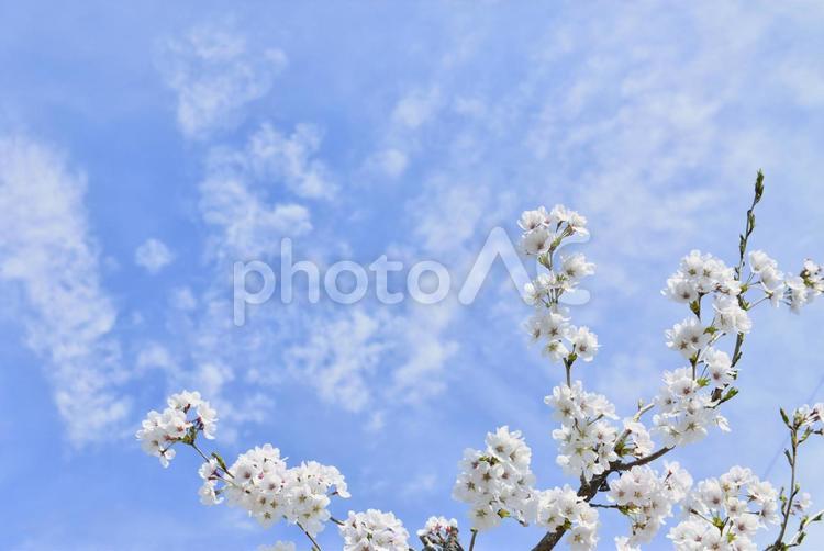満開の桜と青空 桜,春,桜と青空の写真素材