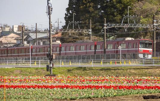 チューリップ畑と京急電車 チューリップ畑と京急電車の写真