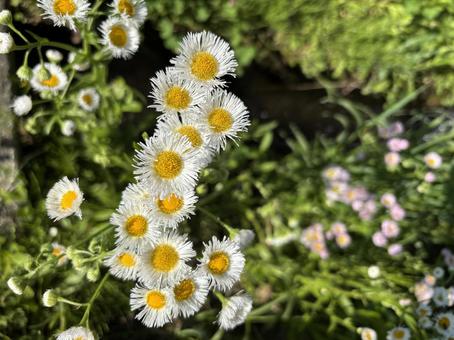 ハルジオンの写真