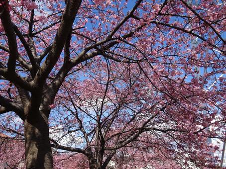 河津桜の公園-94 河津桜の公園-94の写真