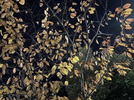 夜に映える秋の葉 秋,紅葉,落葉の写真素材