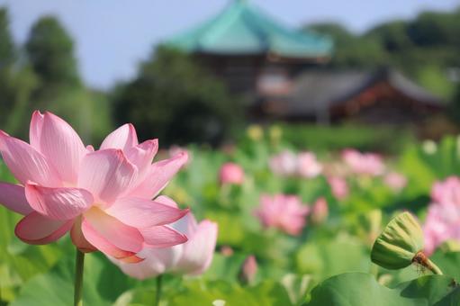 蓮の花 不忍池 弁天堂 蓮の花 不忍池 弁天堂 蓮の花,不忍池,上野公園の写真素材
