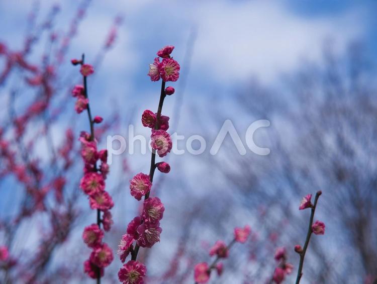 冬の終わりの晴れた日に開花した梅の花２ 梅,梅の花,赤い花の写真素材