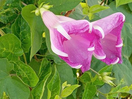 閉じかけの朝顔 閉じかけの朝顔 アサガオ,花,朝顔の写真素材