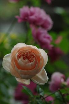 薔薇108 薔薇108の写真