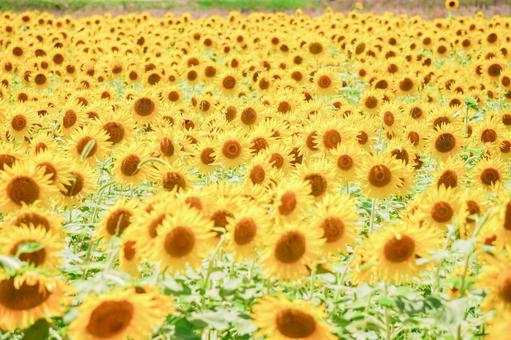 ひまわり畑5 ひまわり畑5の写真