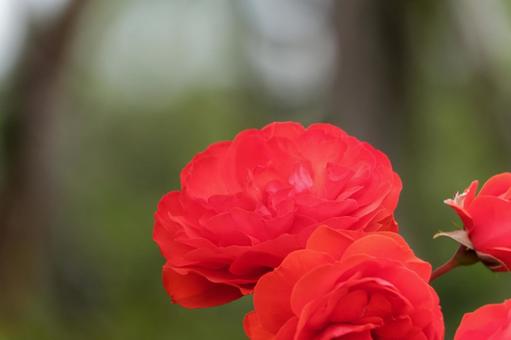 Crimson roses shining in the early summer sunlight, JPG