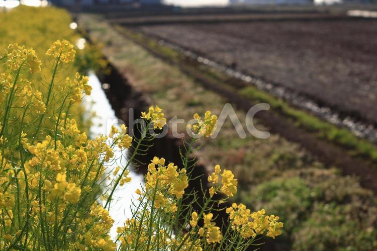 黄色が彩る穏やかな春風の水路 風景,菜の花,小川の写真素材