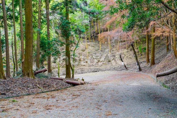 整備された林道 風景,自然,林道の写真素材