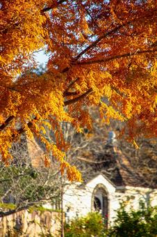 降り注ぐ黄金色の葉と異国風の建物 紅葉,秋,オレンジの写真素材