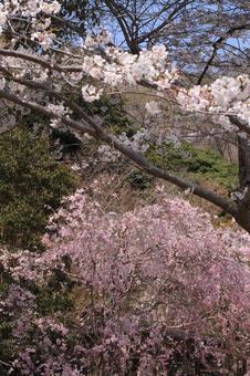 桜 桜の写真