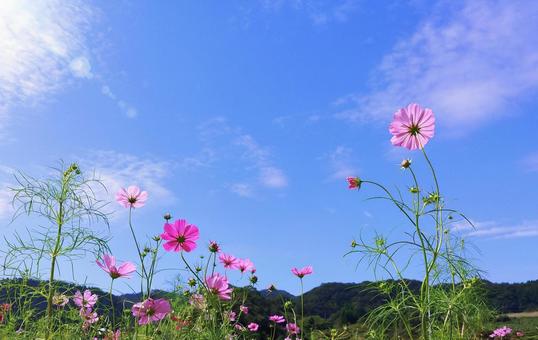 秋晴れの青空とコスモスの花 秋晴れの青空とコスモスの花 秋桜,花,ピンクの写真素材
