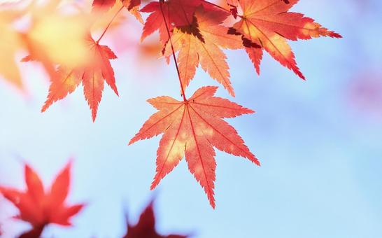 水色背景の赤く焼けたもみじの葉アップ 水色背景の赤く焼けたもみじの葉アップの写真